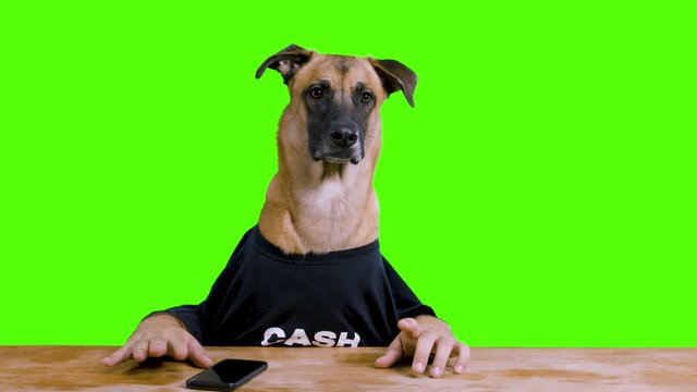 Bored Dog with human hands sitting at a desk and waiting wearing a black shirt on a green screen background