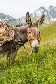 &Acirc;ne et son b&acirc;t pour randonn&eacute;e