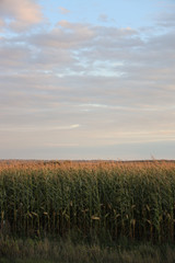 cornfield