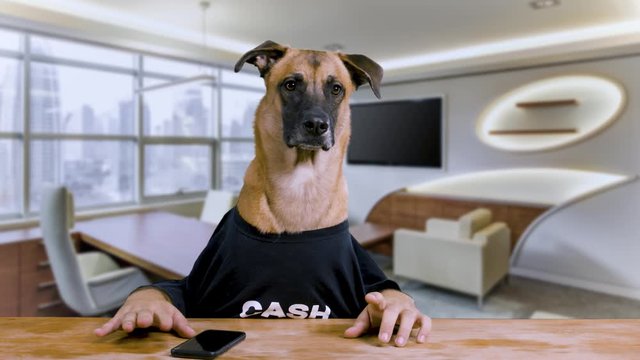 Bored Dog with human hands sitting at a desk and waiting wearing a black shirt in an office background - 3 shots
