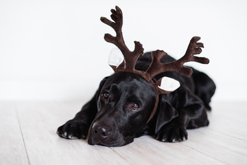 beautiful black labrador at home wearing reindeer horns. Christmas concept