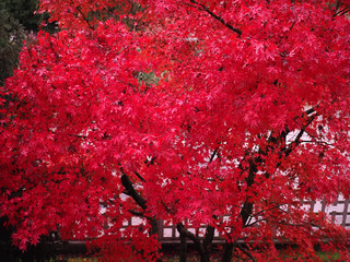 red maple acer tree