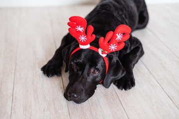 beautiful black labrador at home wearing reindeer horns. Christmas concept