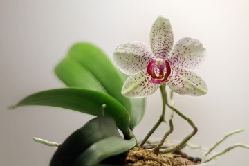 Picture of spotted flower of Phalaenopsis orchid blooming in flowerpot with copy space. Can be used...