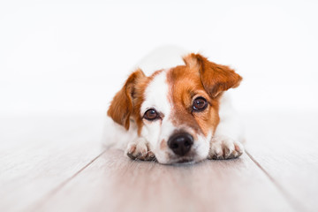 cute jack russell dog lying on the floor at home