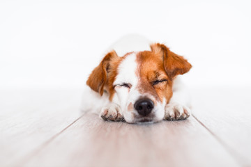 cute jack russell dog sleeping on the floor at home © Eva