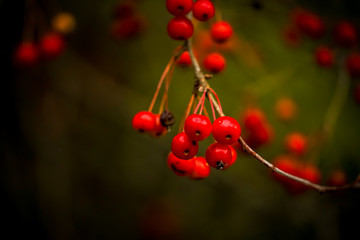 Berries