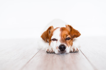 cute jack russell dog sleeping on the floor at home