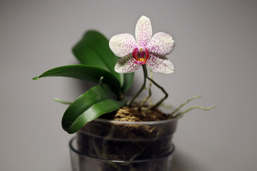 Picture of spotted flower of Phalaenopsis orchid blooming in flowerpot with copy space. Can be used as wallpaper (backgroud).
