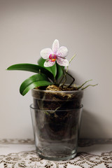 Picture of spotted flower of Phalaenopsis orchid blooming in flowerpot with copy space. Can be used as wallpaper (backgroud).