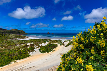 New Zealand, South Island. Otago Peninsula, Sandfly Bay and Lion's Head Rock