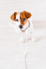 cute jack russell dog listening to music on headset at home