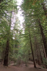 Obraz premium A walking path among the redwoods in a forest of Cantabria