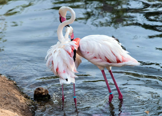 Caribbean pink flamingo at Ras al Khor Wildlife Sanctuary, a wetland reserve in Dubai, United Arab Emirates,