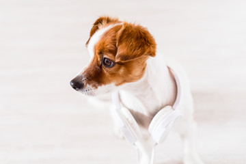 cute jack russell dog listening to music on headset at home