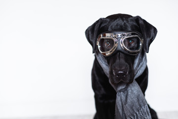 beautiful black labrador at home wearing aviator goggles and grey scarf. Travel concept