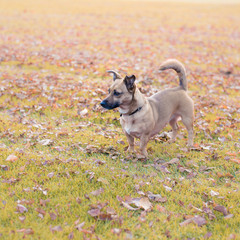 Small dog in a park. Autumn scenery. Dog walking