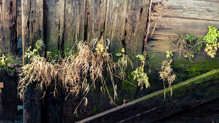 rotten harbour wood
