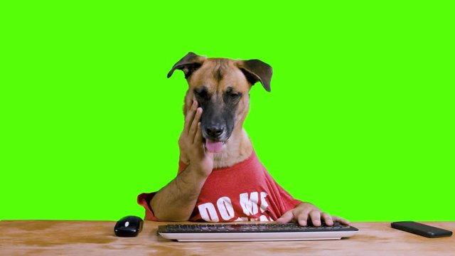 Bored Dog with human hands sitting at his desk and waiting by his phone wearing a red shirt on a green background