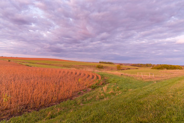 Cornfield at Sunset