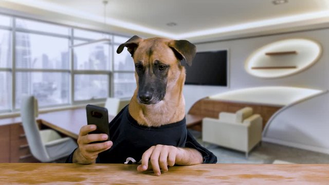 Dog with human hands sitting at a desk and playing with his phone wearing a black shirt in an office