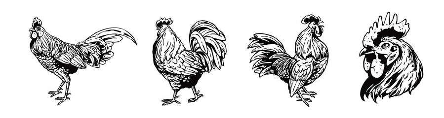 Fototapeta na wymiar Rooster set illustration