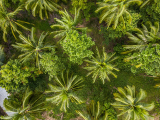 Palm grove aerial view. Thailand
