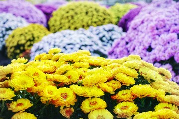 Colorful bushes of chrysanthemums in the autumn garden