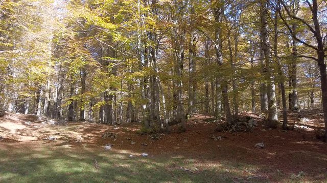 Foliage in autumn season at Forca d'Acero, in the Abruzzo and Molise National Park. Italy.