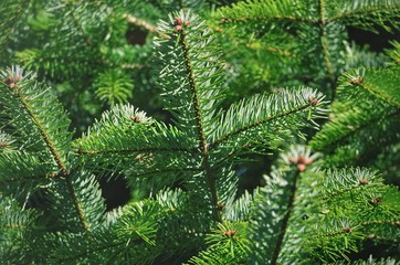 Green branches of an evergreen conifer