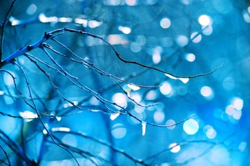 Bare branches of winter trees and patches of light