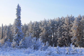 Beautiful winter forest. Snow covered trees. Background. Landscape.