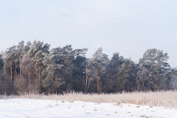 Forest covered with frost on sunny winter sunrise, winter country landscape, snowy morning