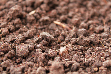 The soil in the garden. Close-up. Background. Texture.