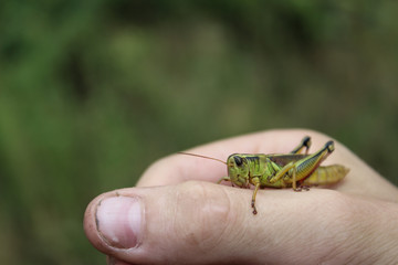 Child's Hand With Grasshopper