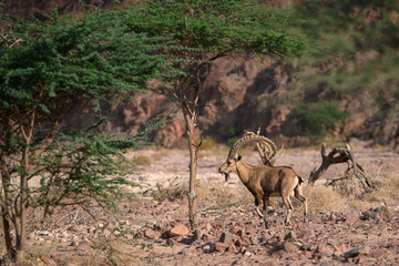 Nubian ibex goat in natural habitat spotted in Timna Park