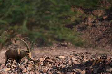 Nubian ibex goat in natural habitat spotted in beautiful Israel in it's wildlife area