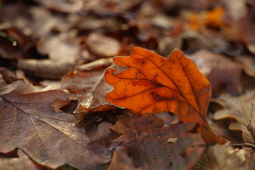 Brown oak leaf closeup on the autumn road in forest.