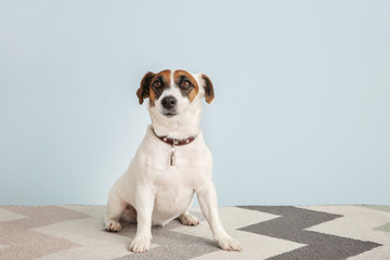 Cute Jack Russell Terrier on color background