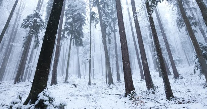 Beautiful winter snowy forest landscape with snowfall.