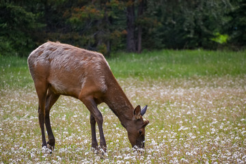 A beautiful, young elk with brown and white fur grazes on the grass in a field of wild white dandelions with a dense forest of pine trees beyond.
