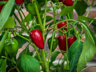 Ripe red pepper Jalapeno Early, Capsicum annuum on the bush.