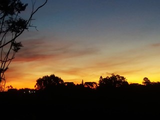 silhouette of tree at sunset
