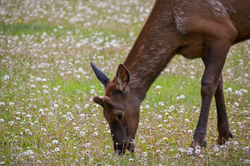 Close up of a young brown and grey elk eating grass in a field of white dandelions.