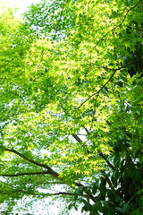 楓の新緑