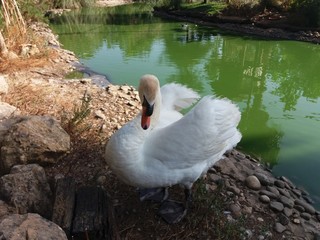 swan on lake