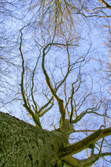 Fototapeta na wymiar Looking up into the bare with bright clear blue sky background. Sherwood Forest trees of trunks and branches with no leaves.