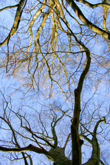 Looking up into the bare with bright clear blue sky background. Sherwood Forest trees of trunks and branches with no leaves.