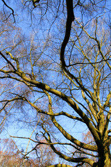Looking up into the bare with bright clear blue sky background. Sherwood Forest trees of trunks and branches with no leaves.