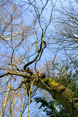 Looking up into the bare with bright clear blue sky background. Sherwood Forest trees of trunks and branches with no leaves.